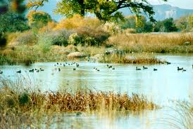 image_wetlands